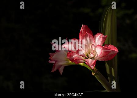 Amaryllis belladonna belle fleur Banque D'Images