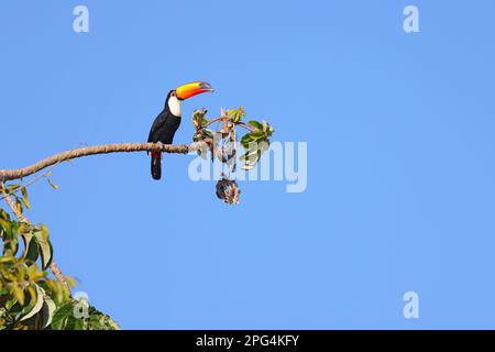 Un Toco Toucan adulte (Ramphastos toco) se nourrissant de fruits dans le Pantanal, Mato Grosso, Brésil Banque D'Images