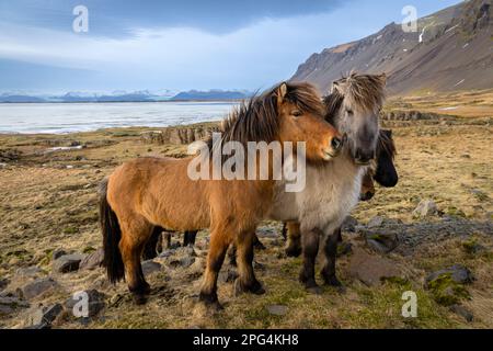 Coucher de soleil sur les chevaux islandais près de Vik, Islande Banque D'Images