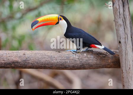 Un Toco Toucan adulte (Ramphastos toco) se nourrissant de fruits dans le Pantanal, Mato Grosso, Brésil Banque D'Images