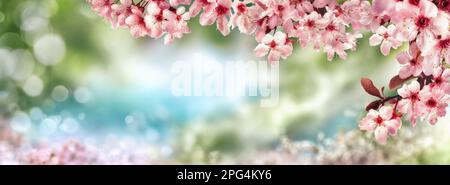 Toile de fond printanière avec cerisiers en fleurs roses, cadre magnifique nature bokeh avec des tons verts et bleus, grand format Banque D'Images