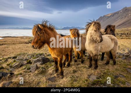 Coucher de soleil sur les chevaux islandais près de Vik, Islande Banque D'Images