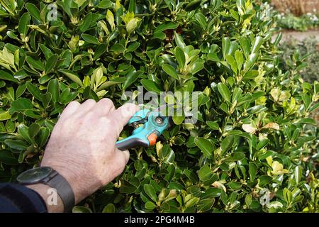 Élaguer avec un sécateur la broche Evergreen, broche japonaise (Euonymus japonicus) à la fin de l'hiver aux pays-Bas. Mars Banque D'Images