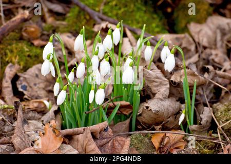 Les gouttes de neige (galanthus nivalis), gros plan d'un petit groupe de fleurs de printemps familières qui poussent parmi la litière de feuilles d'un plancher de bois. Banque D'Images