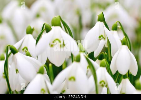 Les gouttes de neige (galanthus nivalis), gros plan d'un grand amas de fleurs de printemps familières, se concentrant sur une seule fleur avec une profondeur de champ limitée. Banque D'Images