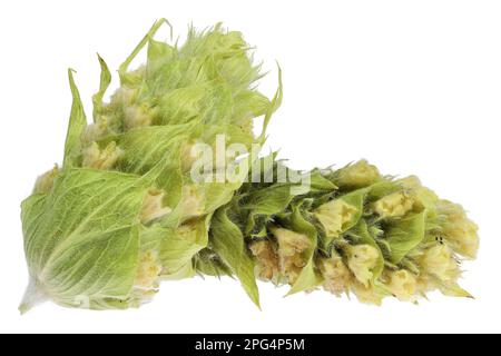 Greek Mountain Tea isolé sur fond blanc Banque D'Images