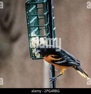 Au printemps, à Taylors Falls, dans le Minnesota, aux États-Unis, un homme de baltimore s'est régalé d'une mangeoire de suet d'arrière-cour. Banque D'Images