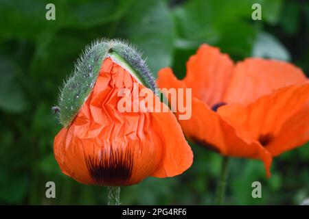 Coquelicot oriental rouge, Papaver orientale Banque D'Images