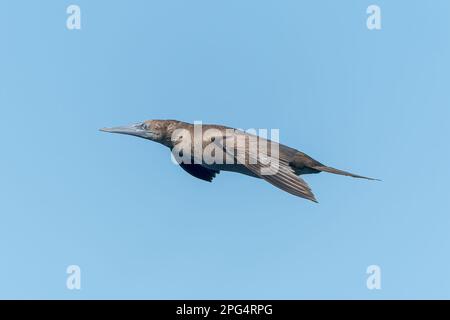 Butin brun, Sula leucogaster, oiseau immature unique volant au-dessus de l'océan, au large du Panama, en Amérique centrale Banque D'Images