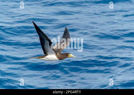 Huée brune, Sula leucogaster, adulte unique survolant l'océan, au large du Panama, en Amérique centrale Banque D'Images