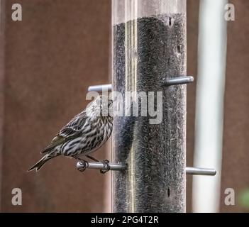 Femelle de finch pourpre perchée sur une mangeoire à chardon de cour lors d'une soirée de printemps à Taylors Falls, Minnesota, États-Unis. Banque D'Images