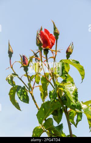 Boutons de rose rouge poussant dans le jardin Banque D'Images