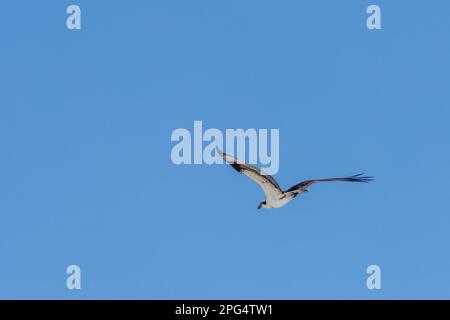 Une balbuzard patrouille au-dessus de l'eau à la plage de Perdido Key, en Floride, sur 16 mars 2023. Banque D'Images