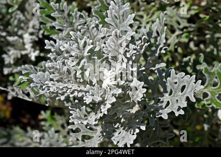 Ragoût d'argent (Jacobaea maritima) sur le jardin Banque D'Images