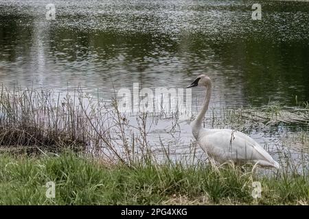 Cygne trompettiste le long du bord d'un petit étang dans la campagne rurale de printemps près de Cambridge, Minnesota États-Unis. Banque D'Images