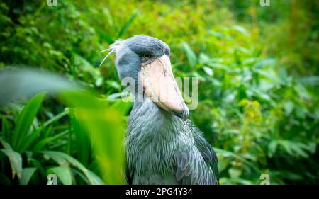 Très rare et agréable le shoebill Balaeniceps rex, la meilleure photo. Banque D'Images