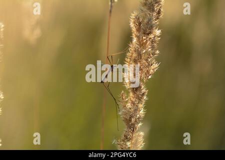 Grand crâne ( Tipulidae ) à la lumière du soleil sur une plante Banque D'Images