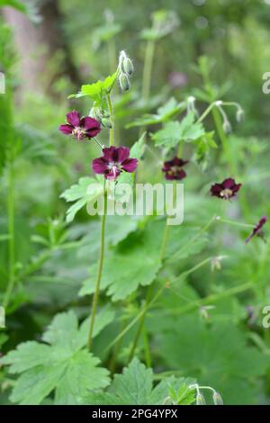 Dans la nature dans la forêt de printemps Geranium phaeum fleurs Banque D'Images