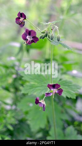 Dans la nature dans la forêt de printemps Geranium phaeum fleurs Banque D'Images