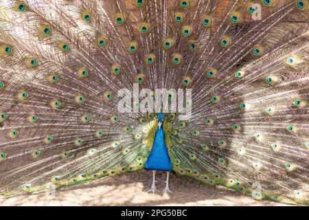paon à queue ouverte, magnifique spécimen représentatif du paon mâle dans de grandes couleurs métalliques.oiseau paon debout dans le jardin. Banque D'Images
