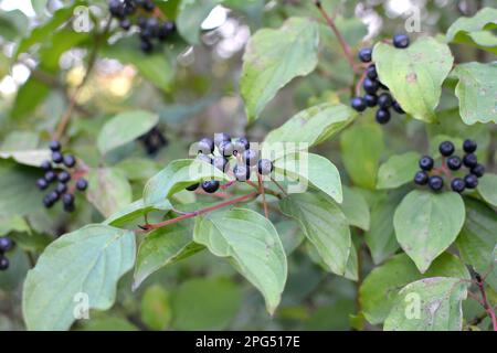 Des baies noires de cornus sanguinea mûrissent sur une branche d'une brousse. Banque D'Images