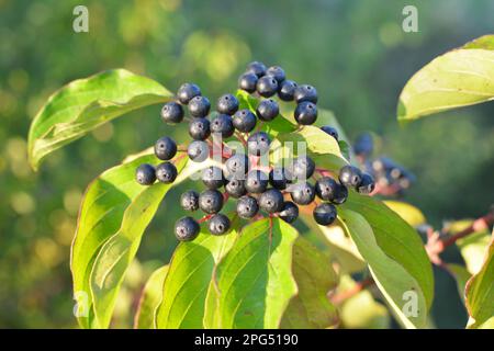 Des baies noires de cornus sanguinea mûrissent sur une branche d'une brousse. Banque D'Images