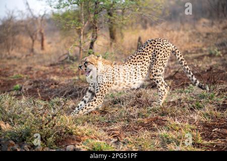 Cheetah s'étendant dans la brousse en Afrique du Sud Banque D'Images