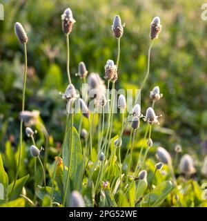 Cadre carré Flora Israel. Plantago lagopus, la plantain de pied du lièvre, est une espèce d'herbe annuelle de la famille des Plantaginaceae. Ils ont un auto-alimentation Banque D'Images