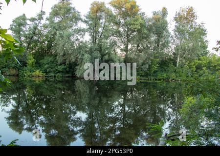 forêt verte le long de la rivière orel en été en ukraine dans la ville de dnipro dans la matinée Banque D'Images