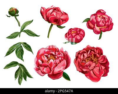 Pivoines fleurs isolé blanc fond vectoriel Illustration Illustration de Vecteur