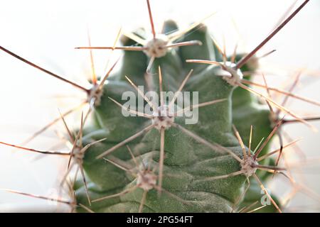 Gros plan d'une plante de cactus épineux sur fond blanc Banque D'Images