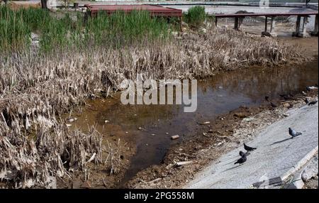 Catastrophes écologiques. Lac de séchage dans le parc de la ville. Disparition du lac marécageux sec, idée et concept de conservation de l'environnement, sécheresse, réchauffement et cata Banque D'Images