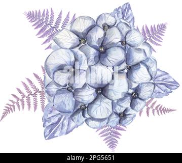 Fleurs d'hortensia bleu aquarelle et bouquet de fougères. illustration des fleurs du jardin Banque D'Images