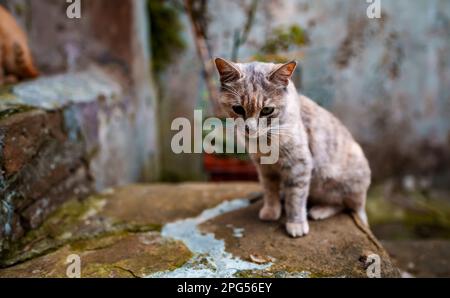 Chat solitaire sans domicile dans la rue. Banque D'Images
