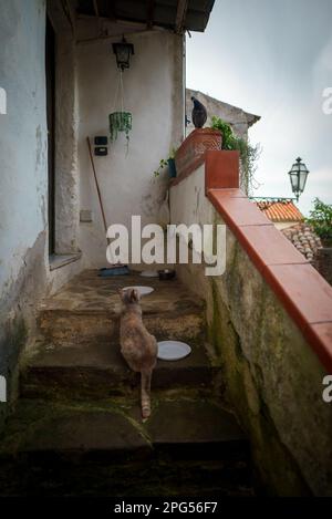 Cat chasse un pigeon dans la rue. Banque D'Images