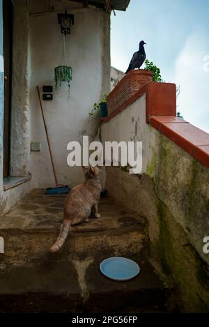 Cat chasse un pigeon dans la rue. Banque D'Images