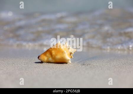 L'enfer sur le sable contre les vagues de la mer. Voyage et vacances à la plage arrière-plan Banque D'Images