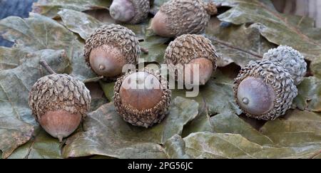 Acornes matures, chêne Bur 'Quercus macrocarpa', feuillage, également appelé chêne de Mossycup, Texas. Banque D'Images