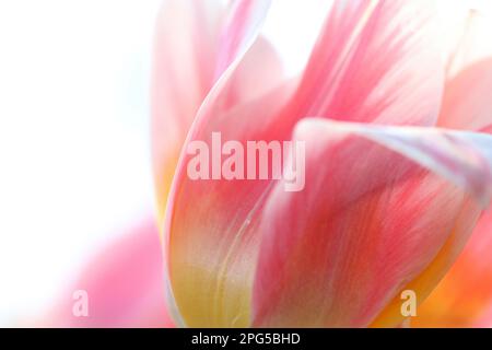 Une image rapprochée abstraite et douce représentant les pétales rose pâle, blanc et jaune d'une tulipe à fleurs printanières sur fond blanc Banque D'Images