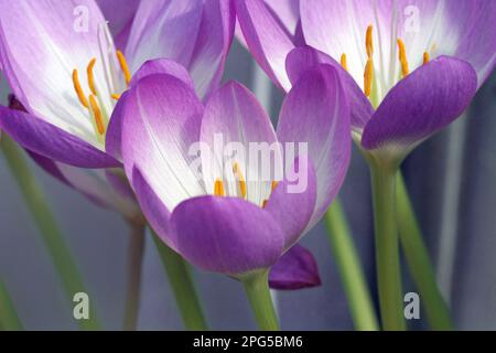 Gros plan plein format des crocus d'automne (Crocus speciosus) regardant vers le bas dans leurs gorges pâles et des anthères orange vif. Septembre, Angleterre Banque D'Images