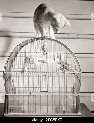 1950S UN JEUNE CAT UN CURIEUX CHATON DEBOUT SUR LA CAGE D'OISEAU REGARDANT VERS LE BAS DEUX PERRUCHES - C7603 DEB001 MAMMIFÈRES HARS DÉCOUVERTE DANGEREUSE PROTECTION FELINE OCCASION DANGEREUSE DANGER DANGEREUX PERRUQUE CONCEPTUELLE DANGEREUSE PARAKEET CAGE CURIEUX VERTÉBRÉS À SANG CHAUD DEB001 LIGNES JEOPARDY PREDATOR CAGES À PLUMES KITTY MAMMIFÈRES PARAKEETS AILÉ BIPEDAL NOIR ET BLANC CURIOSITÉ PONDRE DES ŒUFS À L'ANCIENNE Banque D'Images