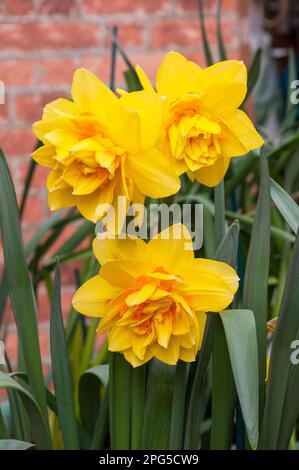 Gros plan du groupe de Narcissus Hollands Chase au printemps. Il s'agit d'une double jonquille jaune et orange pâle de division 4 et est un pérenne à feuilles caduques Banque D'Images