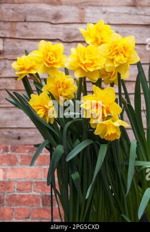 Gros plan du groupe de Narcissus Hollands Chase au printemps. Il s'agit d'une double jonquille jaune et orange pâle de division 4 et est un pérenne à feuilles caduques Banque D'Images