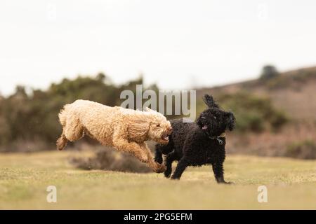 Cockapoos dans la Nouvelle forêt Banque D'Images