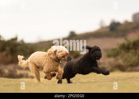Cockapoos dans la Nouvelle forêt Banque D'Images