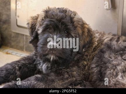 Noir Bouvier de Flandres chiot posant pour un portrait naturel Banque D'Images