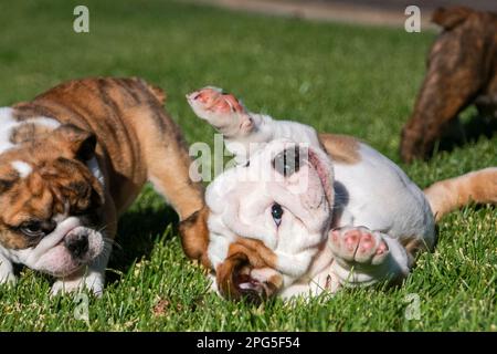 Jeunes chiots de boudogue roulant autour et jouant dans l'herbe Banque D'Images