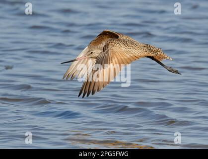 Marbré (Limosa fedoa) volant au-dessus de l'océan pendant la migration, Galveston, Texas, États-Unis. Banque D'Images