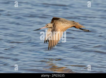 Marbré (Limosa fedoa) volant au-dessus de l'océan pendant la migration, Galveston, Texas, États-Unis. Banque D'Images