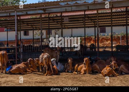 Groupe de vaches de détente à la ferme indienne. Portrait d'une jeune vache regardant l'appareil photo. Photo de haute qualité Banque D'Images